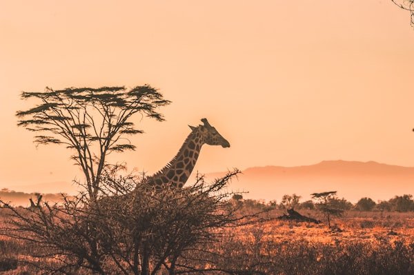 Serengeti Wildlife