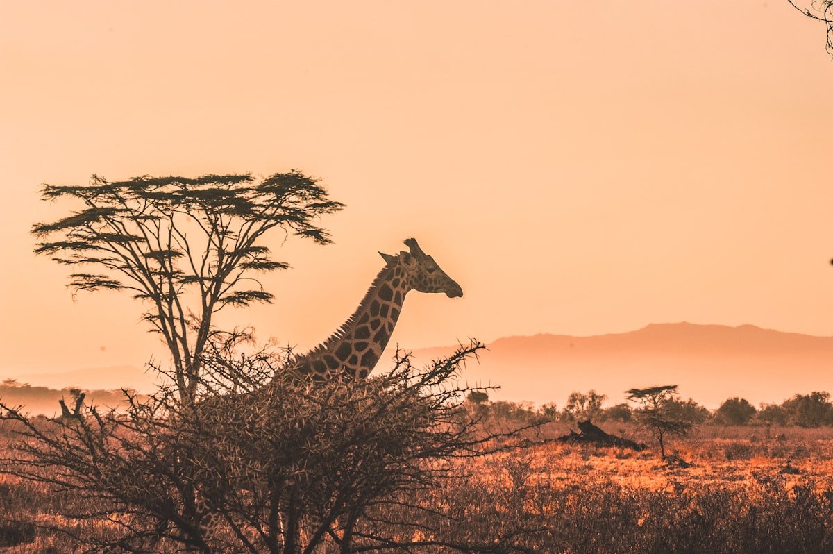 Tanzania Safari for Beginners