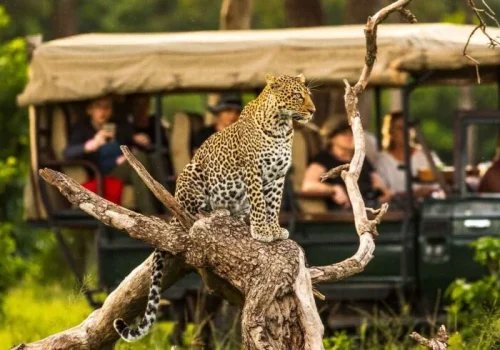 Ultimate Tanzania Safari Guide
