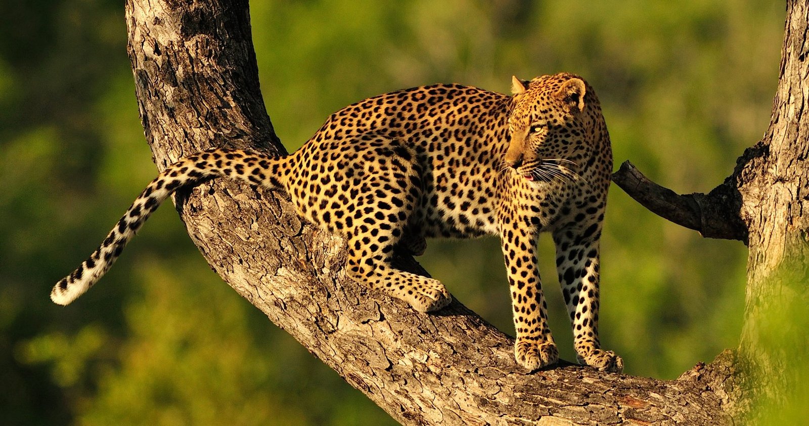 7-Day Tanzania Safari & Kilimanjaro Itinerary