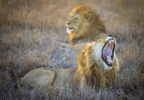 Tanga Region Travel Guide