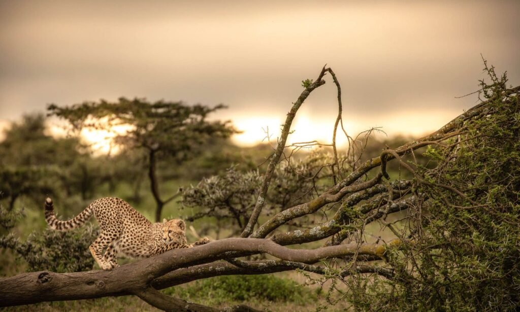 Halal Travel Tours in Tanzania: Your Complete Guide