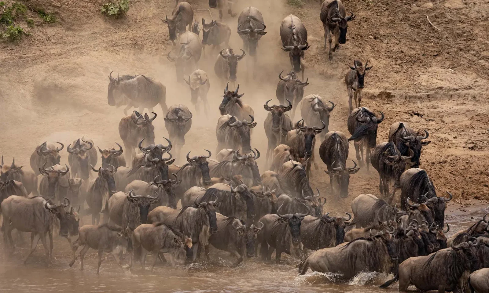 8 Day Migration Safari