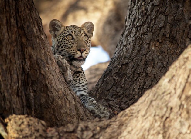 2-Day Mikumi Safari from Dar es Salaam