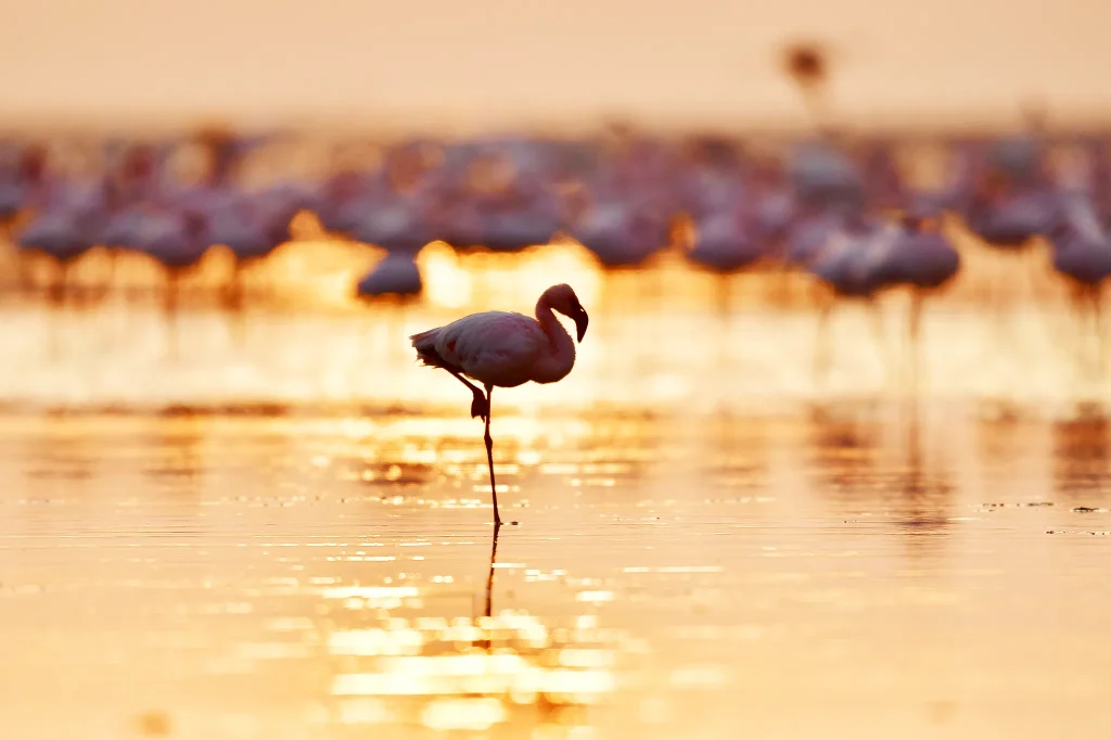 Tanzania safari adventure
